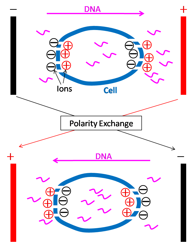 DNA Uptake in Cell Illustration - CU902 Polarity Exchanger